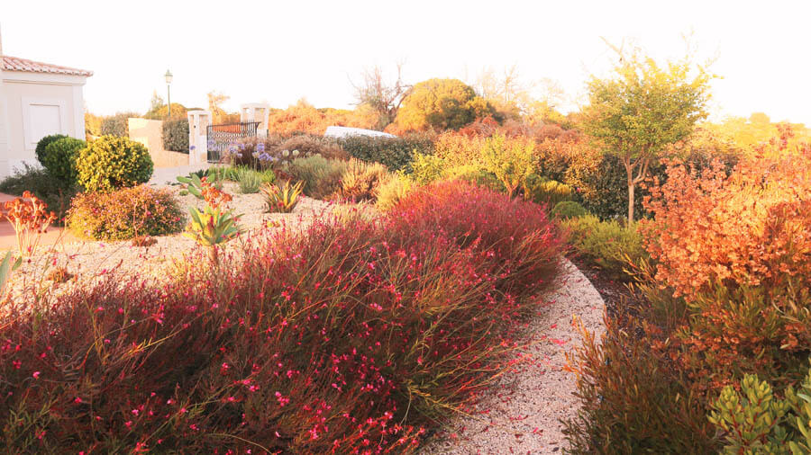 Service dry garden plants