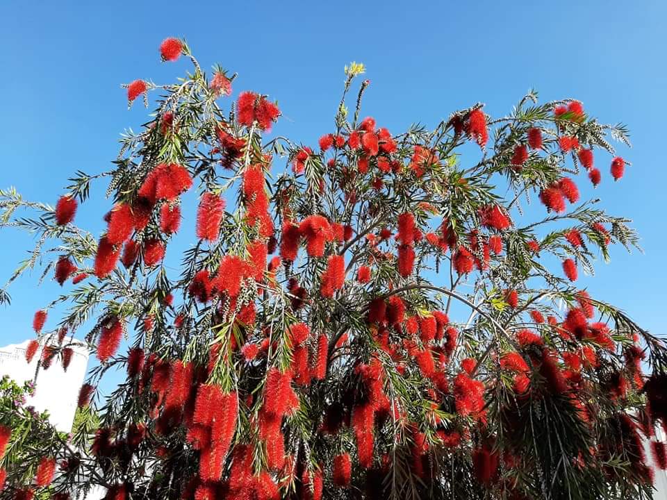 Bottle Brush Tree