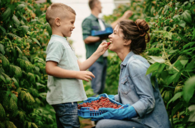 Gardening helps environment: Harvesting in fall