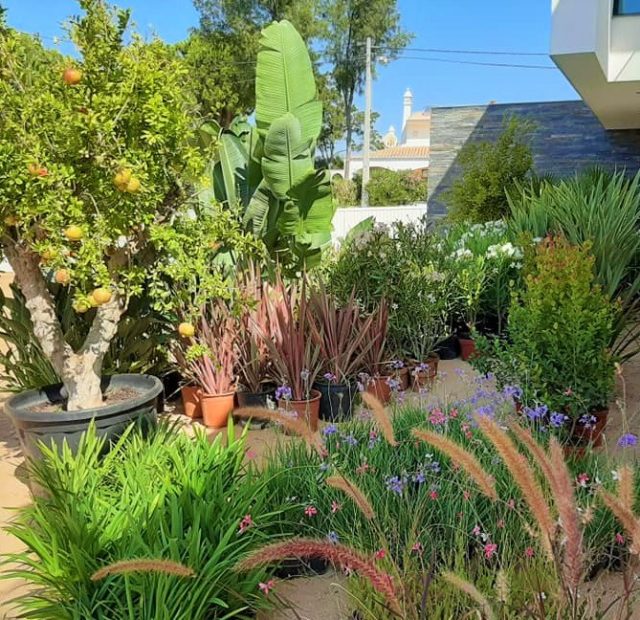 Gardening helps environment: beautiful mediterranean plants