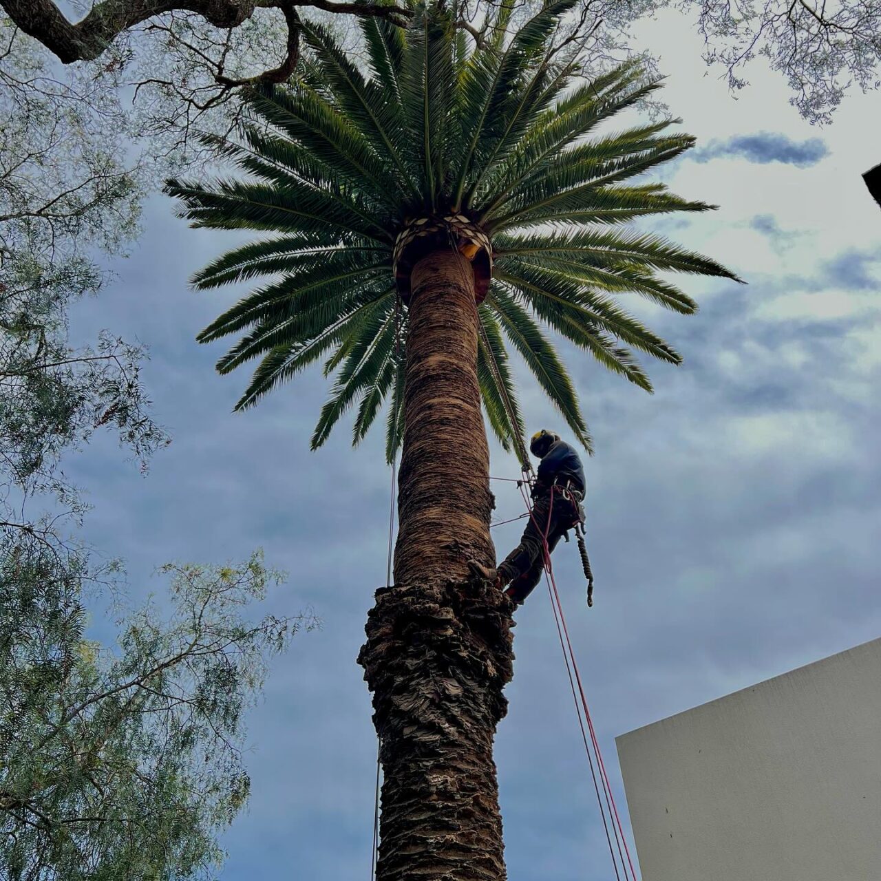 tree surgery 1